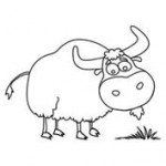 The spanish bull