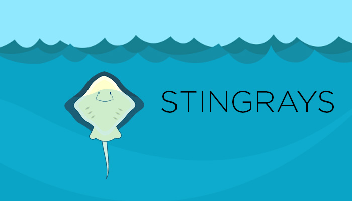 Stingray Facts and Information - Gifographic for Kids | Mocomi