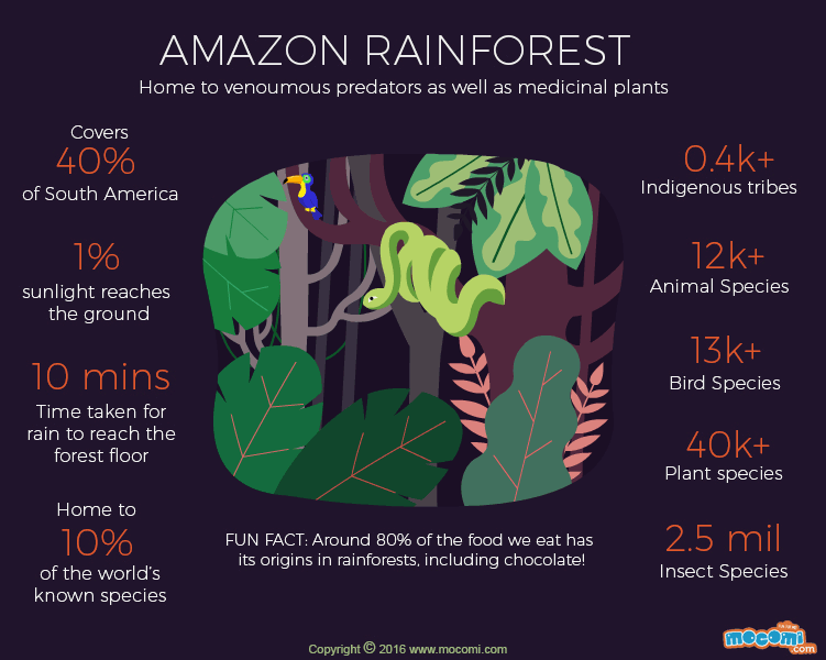 Amazon Rainforest Facts Gifographic for Kids