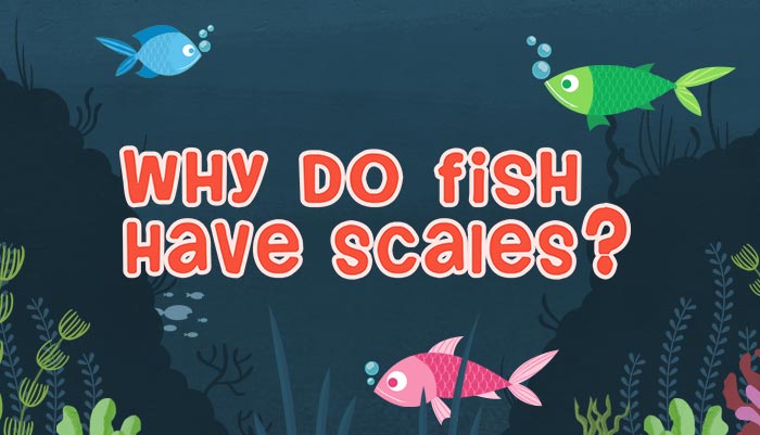 Why do Fish have Scales? - Biology For Kids