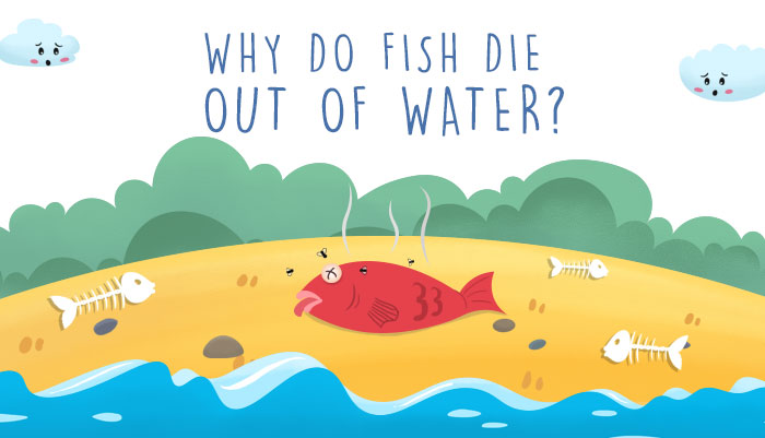Why do fish die if they are out of the water? - Biology | Mocomi Kids