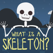 What is a Skeleton?