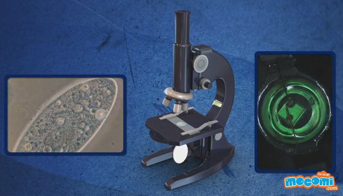 How Does a Microscope Work? - General Knowledge for Kids | Mocomi