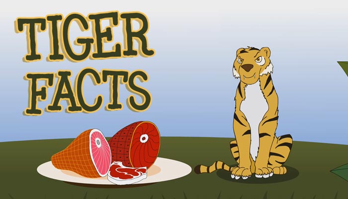 55 Fun Tiger Facts for Kids - Little Learning Corner