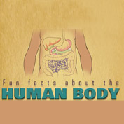 Fun Facts about the Human Body
