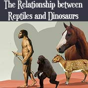 Relationship between Reptiles and Dinosaurs