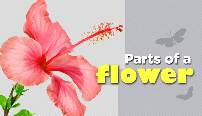Parts Of A Flower And Their Functions
