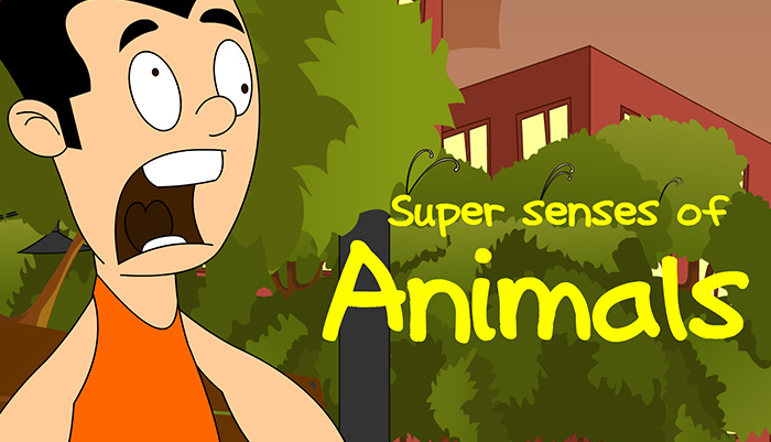 Super Senses of Animals - Facts - General Knowledge for Kids | Mocomi
