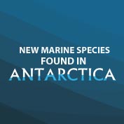 New Species in Antarctica