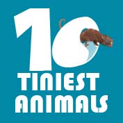 10 Tiniest Animals in the World