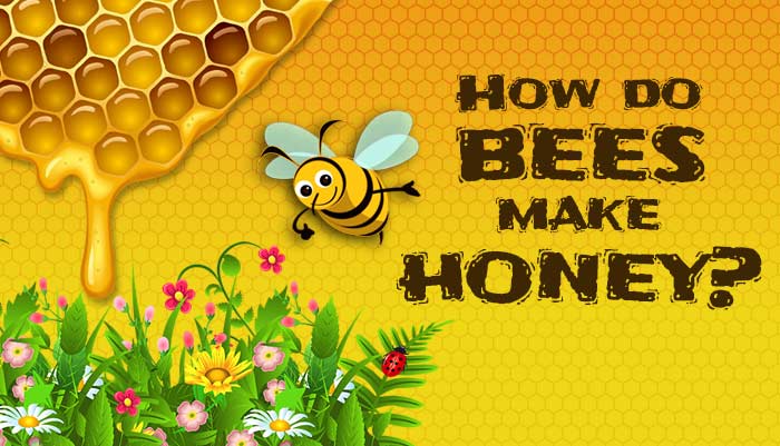 Read more about how honey is made and few amazing facts about honey bees. 