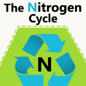 What is Nitrogen Cycle?