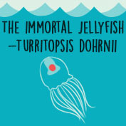 The Immortal Jellyfish