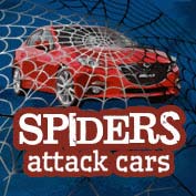 Spiders Attack Cars