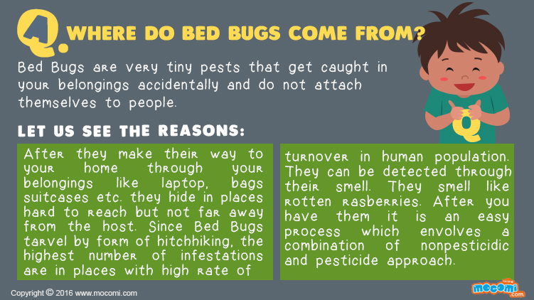 Where do Bed Bugs come from?