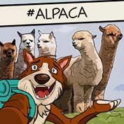 Alpaca – The Furry Creature
