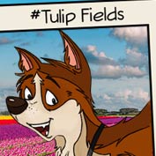 Tulip Fields in Holland