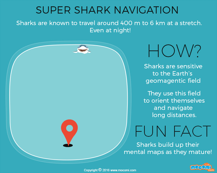 How do Sharks navigate?
