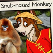 The Golden Snub-nosed Monkey