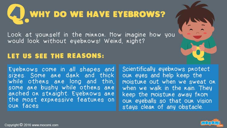 Why do we have Eyebrows?