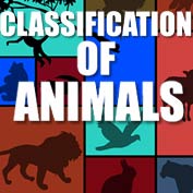 Classification of Animals