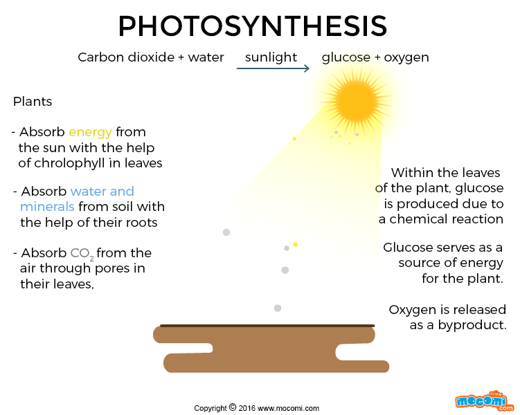 What is Photosynthesis?