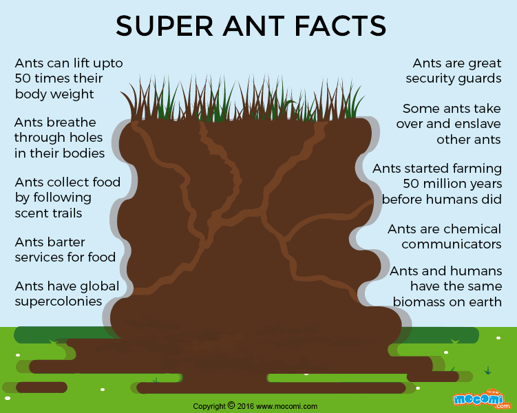Facts about Ants