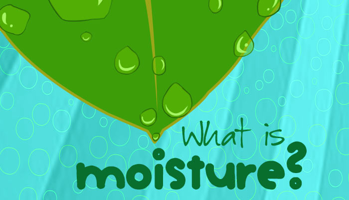 What is Moisture? – Environment for Kids | Mocomi