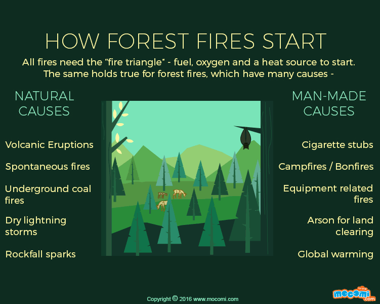 What causes Forest Fires? - Gifographic for Kids | Mocomi