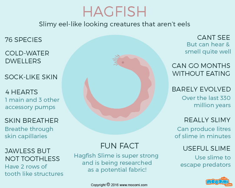 Hagfish Fun Facts