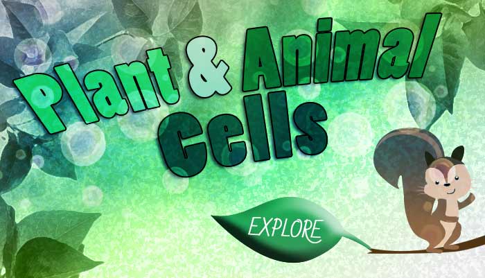 Plant Cell and Animal cell Difference - Biology for Kids | Mocomi