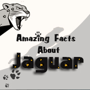 Jaguar Facts and Information