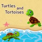 Turtle vs Tortoise : Difference and Facts