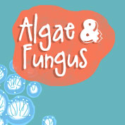 Difference between Algae and Fungus