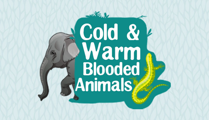 Cold blooded and Warm blooded animals - Biology for Kids | Mocomi