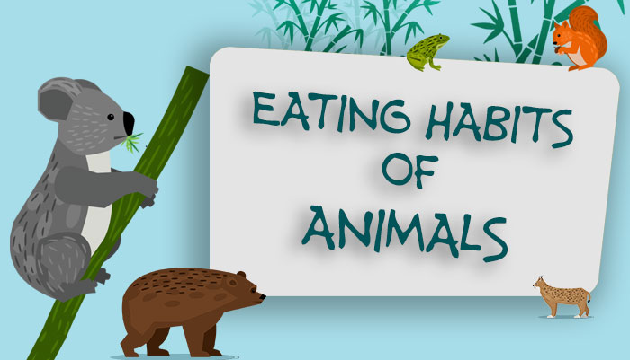 Eating Habits of Animals - Biology for Kids | Mocomi