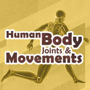 Human Body Joints and Movements