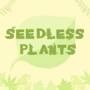 What are seedless plants?