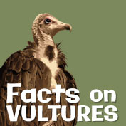 Vultures – Facts and Information