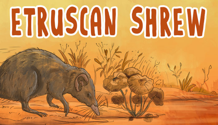 Etruscan Shrew Facts and information - GK for Kids | Mocomi